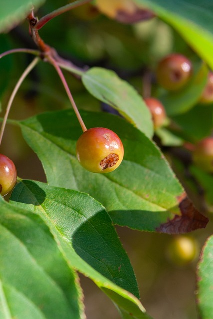 险并迅速采 险并迅速采
